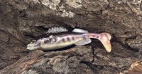 Balzer Shirasu Clone Shad Goby 7,5cm 5,5g Grundel Gummifisch Balzer Shirasu Clone Shad Goby 7,5cm 5,5g Grundel Gummifisch