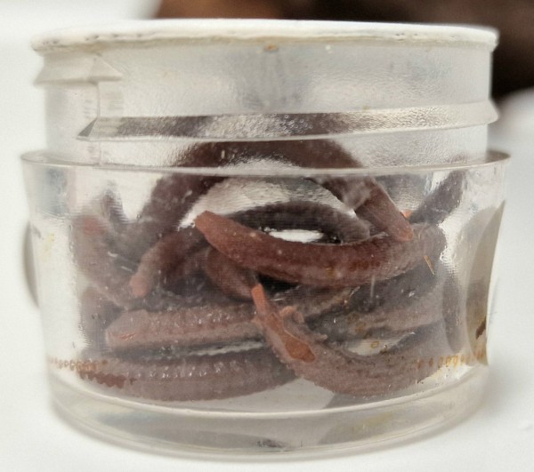 Balzer Beißfix aromatisierte Gummiköder Würmer Naturfarben Krabbe