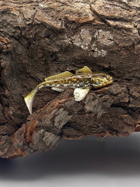 Westin Gunnar the Goby 8cm 6,5g Grundel Imitat 6 Farben Gummifisch